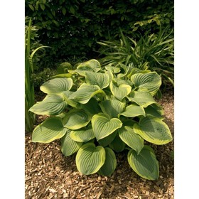 Хоста "Abiqua Moonbeam", р-р I, размер ML,1 шт, Весна 2023
Хоста "Abiqua Moonbeam", р-р I, размер ML,1 шт, Весна 2023