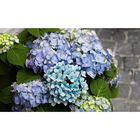 Бумага для упаковки и поделок, гофрированная, нежно-голубая, однотонная, двусторонняя, рулон 1 шт., 0,5 х 2,5 м - Фото 3