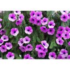 Бумага для упаковок и поделок, гофрированная, розовая, орхидея, однотонная, двусторонняя, рулон 1 шт., 50 см х 2,5 м - Фото 3