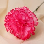 Цветы искусственные «Гвоздика», h=37 см, розовые - Фото 3