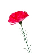 Цветы искусственные «Гвоздика», h=37 см, розовые - Фото 5