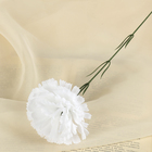 цветы искусственные гвоздика 37 см белый - Фото 1
