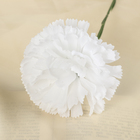 цветы искусственные гвоздика 37 см белый - Фото 2