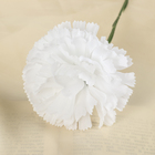 цветы искусственные гвоздика 37 см белый - Фото 2