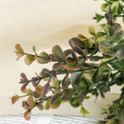 Букет «Фикус. Домашний», h=32 см - Фото 2