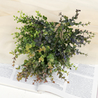 Букет «Фикус. Домашний», h=32 см - Фото 3