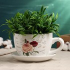 Горшок в форме чашки "Эмма" цветы, 19х15х10см - фото 319689077