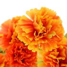 Цветы искусственные "Бархатцы кустовые" 62 см оранж - Фото 2