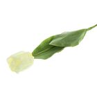 Цветы искусственные 75 см "Тюльпан Кореопсис" белый - Фото 1