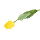 Цветы искусственные 64 см "Тюльпан Кореопсис" желтый - Фото 1