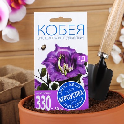 Семена цветов Кобея "Сканденс", 4 шт