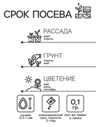 Семена цветов Обриета "Цветущий ковер", многолетник, 0,1 г - Фото 3