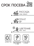 Семена комнатных цветов Бегония "Бада Бинг Роуз", 10 шт. - Фото 2