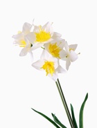 Цветы искусственные «Нарцисс», h=60 см, белые - Фото 5