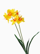 Цветы искусственные «Нарцисс», h=60 см, жёлтые - Фото 5