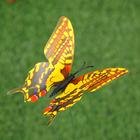 Штекер "Бабочка" 8х10см, длина 25см, микс - Фото 16