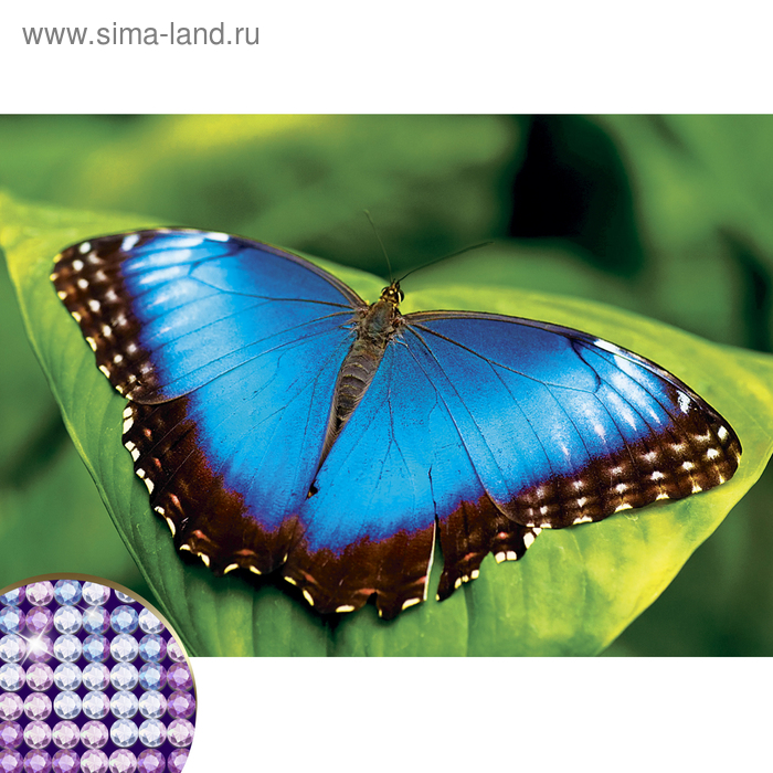 Черно коричневые бабочки: найдено 89 изображений