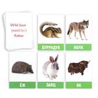 Обучающие карточки «Изучаем английский. Дикие животные», 16 штук, 3+ - Фото 2