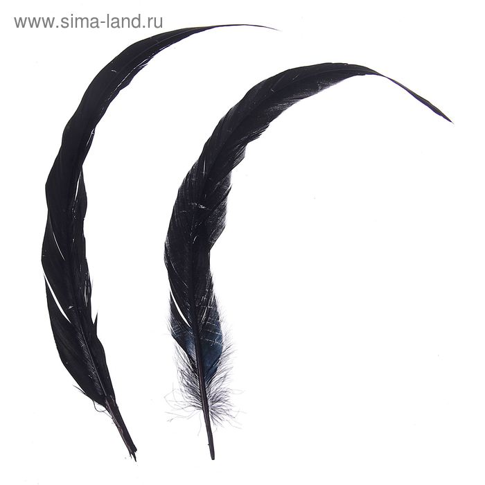 Набор перьев для декора 2 шт, размер 1 шт: 30×3 см, цвет чёрный - Фото 1