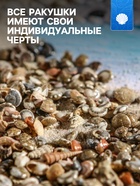 Набор ракушек Умбониум Вестериум, 100 г - Фото 2