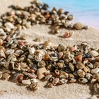 Набор ракушек Умбониум Вестериум, 100 г - Фото 4