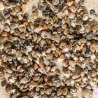 Набор ракушек Умбониум Вестериум, 100 г - Фото 5