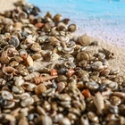 Набор ракушек Умбониум Вестериум, 100 г - Фото 6