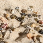 Набор ракушек Умбониум Вестериум, 100 г - Фото 7