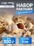 Набор ракушек Мурекс Трапа, 100 г - Фото 1