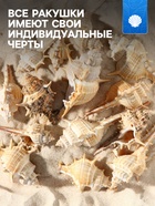 Набор ракушек Мурекс Трапа, 100 г - Фото 2