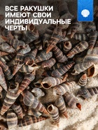 Набор ракушек Батиллярия, 100 г - Фото 2