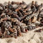 Набор ракушек Батиллярия, 100 г - Фото 4