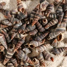 Набор ракушек Батиллярия, 100 г - Фото 5