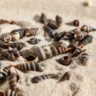 Набор ракушек Батиллярия, 100 г - Фото 6