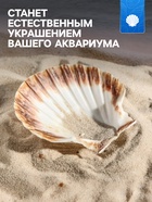 Ракушка декоративная Гребешок, 10-12 см - Фото 2