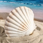 Ракушка декоративная Гребешок, 10-12 см - Фото 4