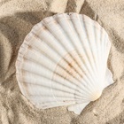 Ракушка декоративная Гребешок, 10-12 см - Фото 5