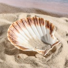 Ракушка декоративная Гребешок, 10-12 см - Фото 6