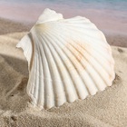 Ракушка декоративная Гребешок, 10-12 см - Фото 7