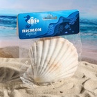 Ракушка декоративная Гребешок, 10-12 см - Фото 8