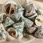 Набор ракушек Тектус Фенестратус, 100 г - Фото 1