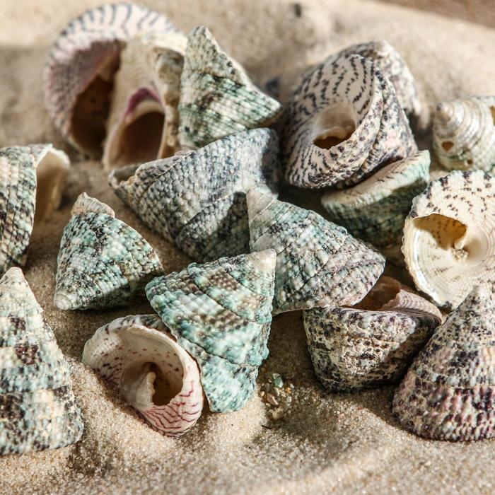 Набор ракушек Тектус Фенестратус, 100 г - Фото 1