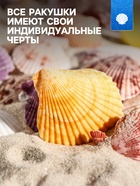 Набор ракушек Пектен Вексиллум средние, 4 - 6 см, 100 г - Фото 2