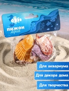 Набор ракушек Пектен Вексиллум средние, 4 - 6 см, 100 г - Фото 3