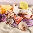 Набор ракушек Пектен Вексиллум средние, 4 - 6 см, 100 г - Фото 4