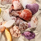 Набор ракушек Пектен Вексиллум средние, 4 - 6 см, 100 г - Фото 5