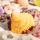 Набор ракушек Пектен Вексиллум средние, 4 - 6 см, 100 г - Фото 6