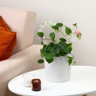 Шпалера, 29×27×0.3 см, пластик, цвет МИКС, «Сердечко» - Фото 2