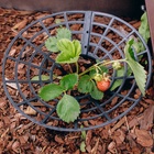 Кустодержатель для клубники, d=25.5 см, пластик, набор 5 шт., чёрный - Фото 3