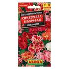 Семена цветов Годеция "Синдерелла" крупноцветковая махровая, смесь окрасок, О, 0,05 г - Фото 5